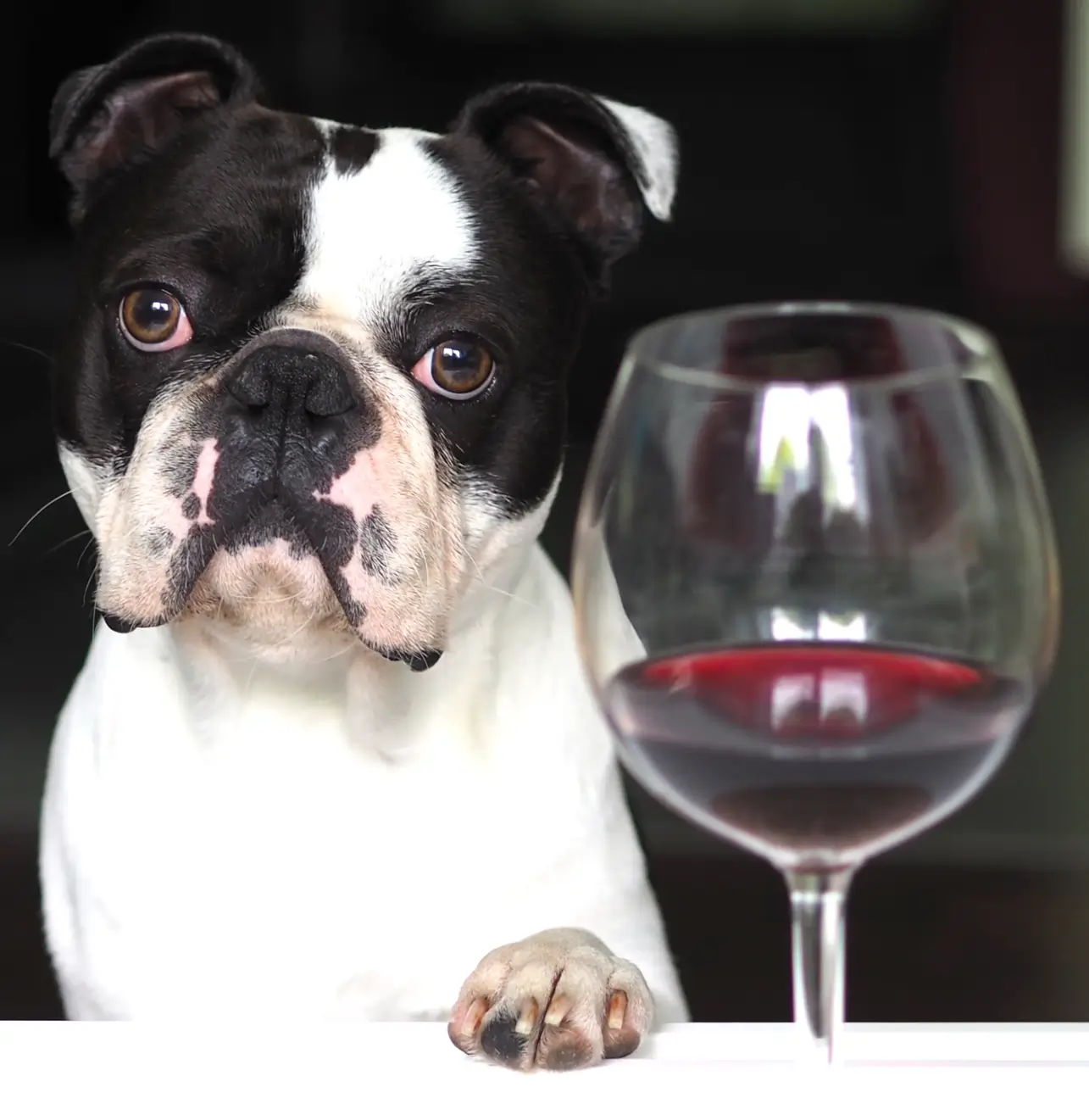 dog-with-wine
